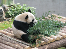 Panda eating